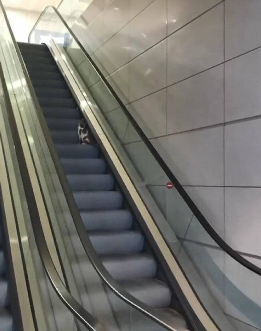 Kedi havalimanını karıştırdı! Yürüyen merdiven çilesi