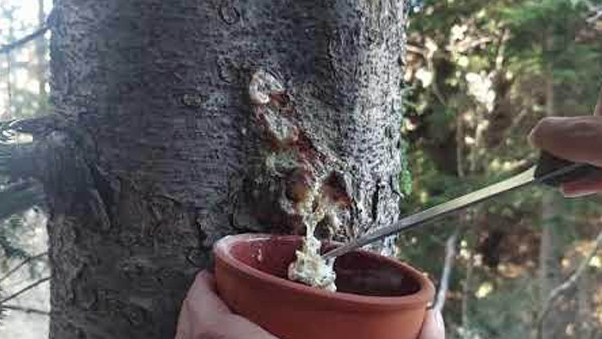 cam-sakizi2.jpg