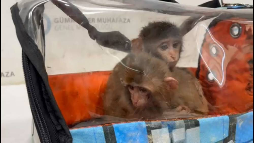 Habur’da şok operasyon! Kaçakçılara darbe