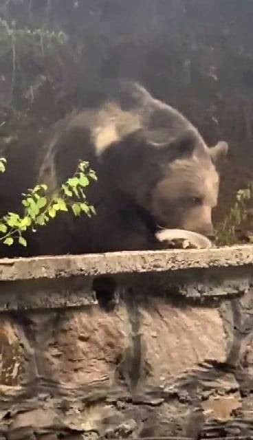 Ayı lokantaya oturup, bir de servis bekledi