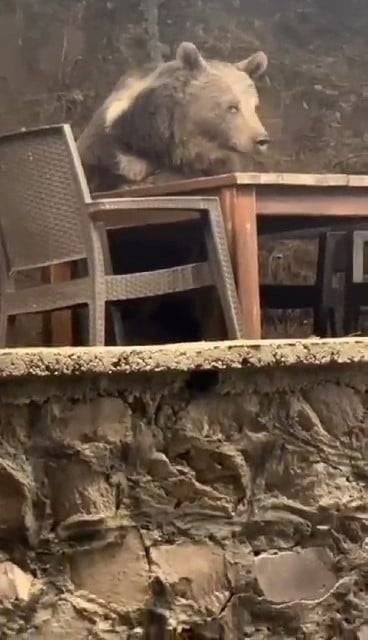 Ayı lokantaya oturup, bir de servis bekledi