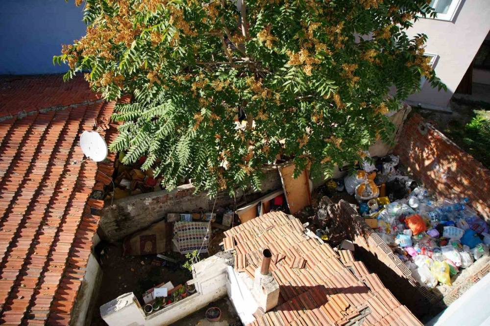 Sıçan istilası mahalleliyi çıldırttı: Kedi büyüklüğündeler!