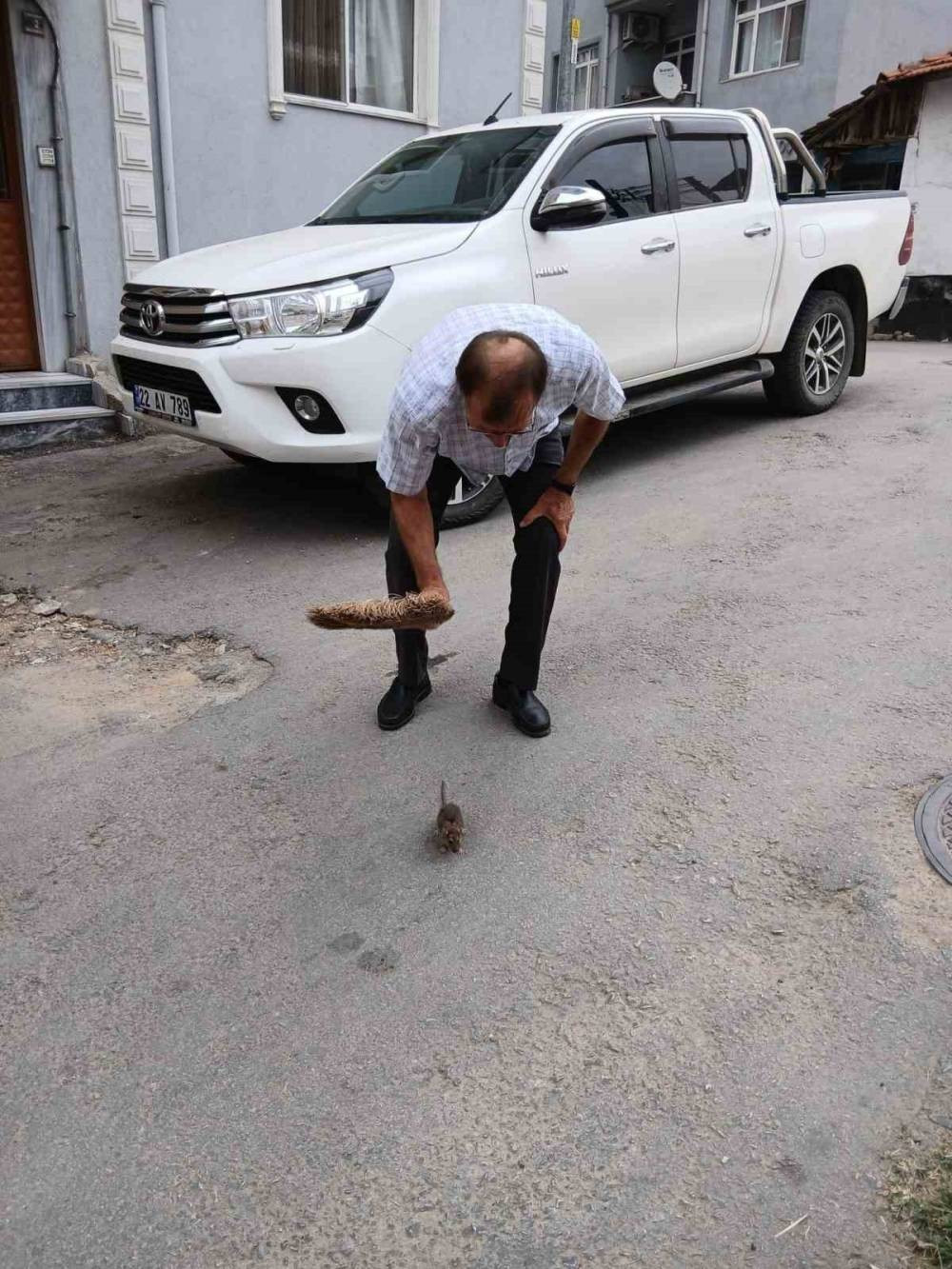 Sıçan istilası mahalleliyi çıldırttı: Kedi büyüklüğündeler!