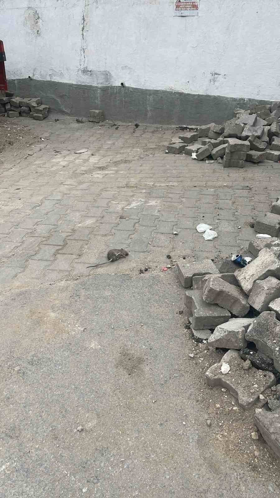 Sıçan istilası mahalleliyi çıldırttı: Kedi büyüklüğündeler!