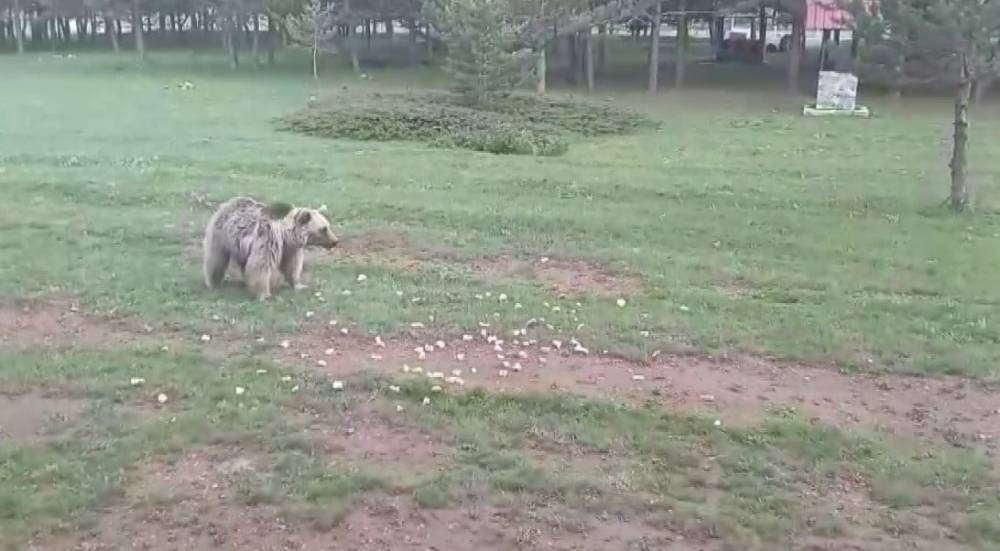 Dumanlı Yaylası’nda kedi köpek değil, ayı besliyorlar! Çemşit’in hikâyesi