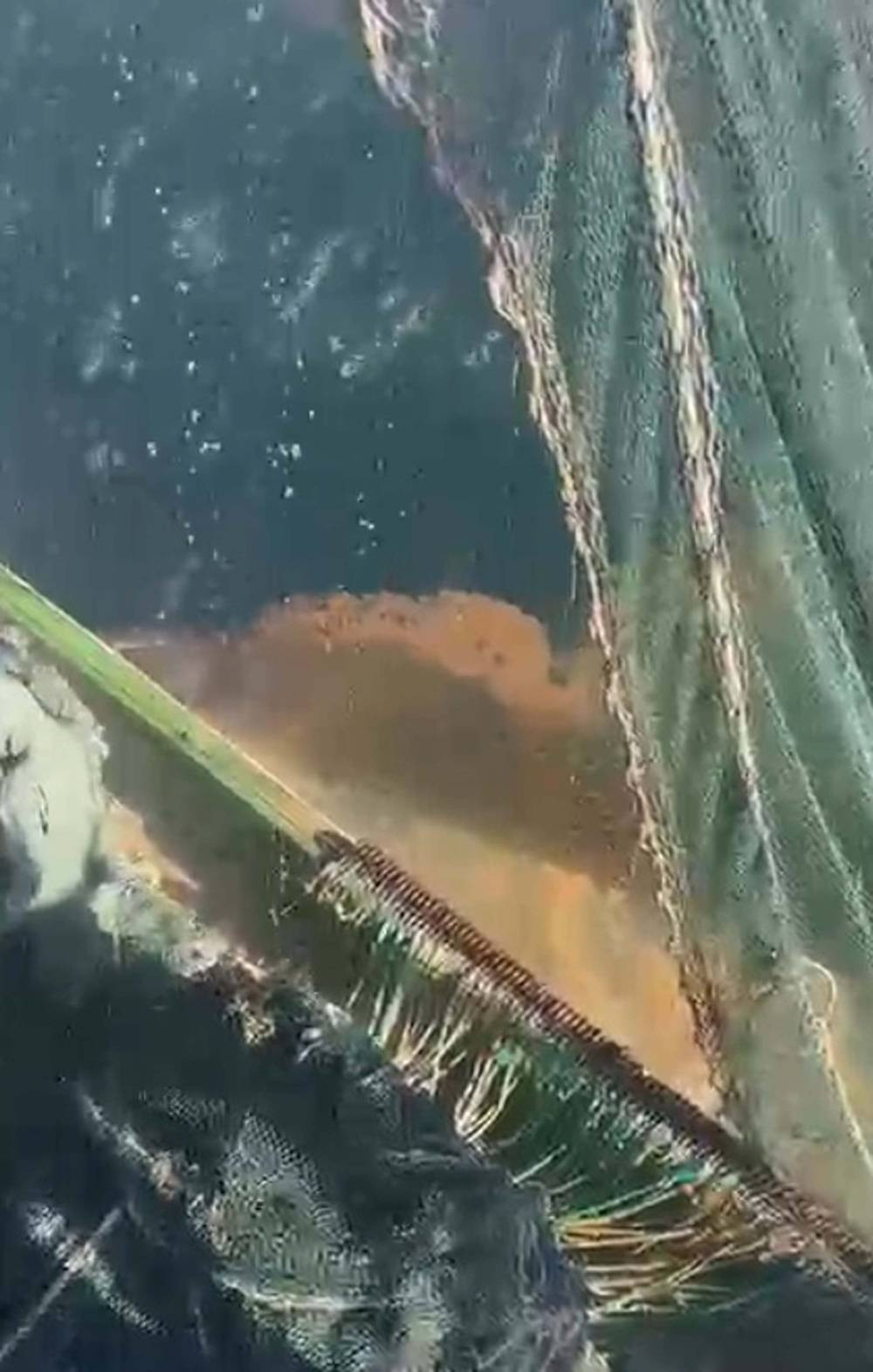 Marmara denizinde bir ilk yaşandı! Balıkçılar şokta: Umutları kestane karasında