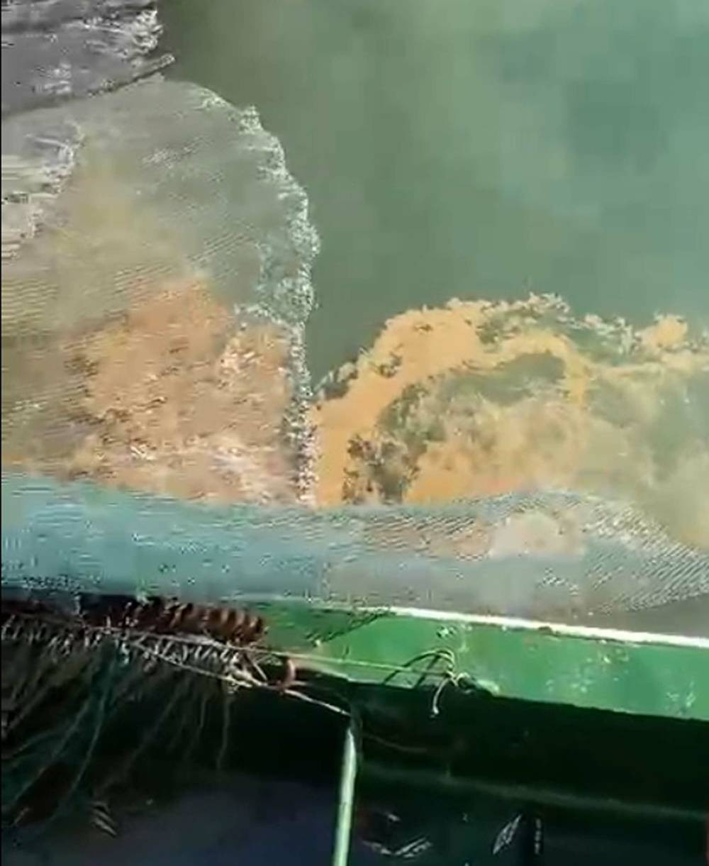 Marmara denizinde bir ilk yaşandı! Balıkçılar şokta: Umutları kestane karasında