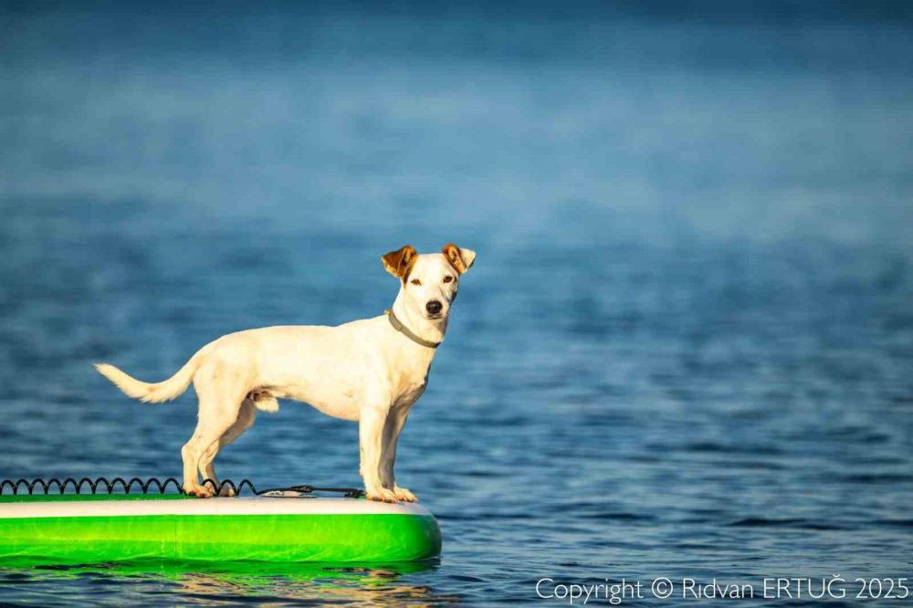 Köpekler Paddle Board’da: Gemiyatağı Koyu’nda deniz keyfi!