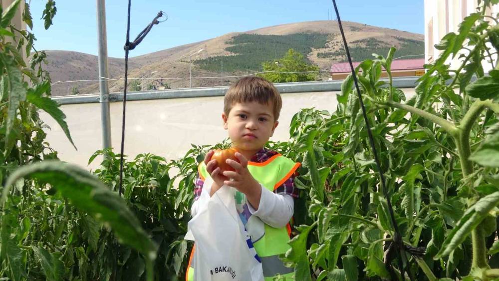 Bayburt’ta özel öğrenciler serada organik sebze hasadı yaptı