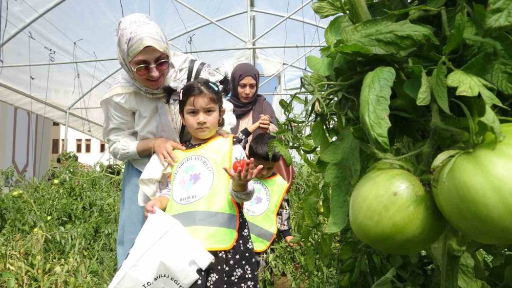 Bayburt’ta özel öğrenciler serada organik sebze hasadı yaptı