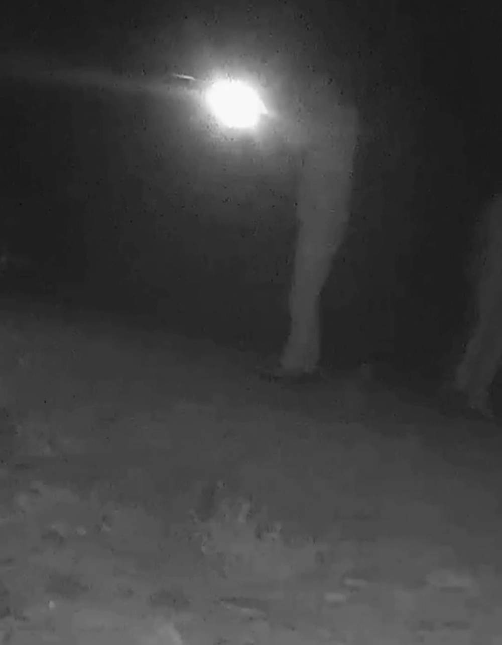 Bedelini ağır ödediler! Önce ışıkla yerini belirledi sonra tek atışla vurdu