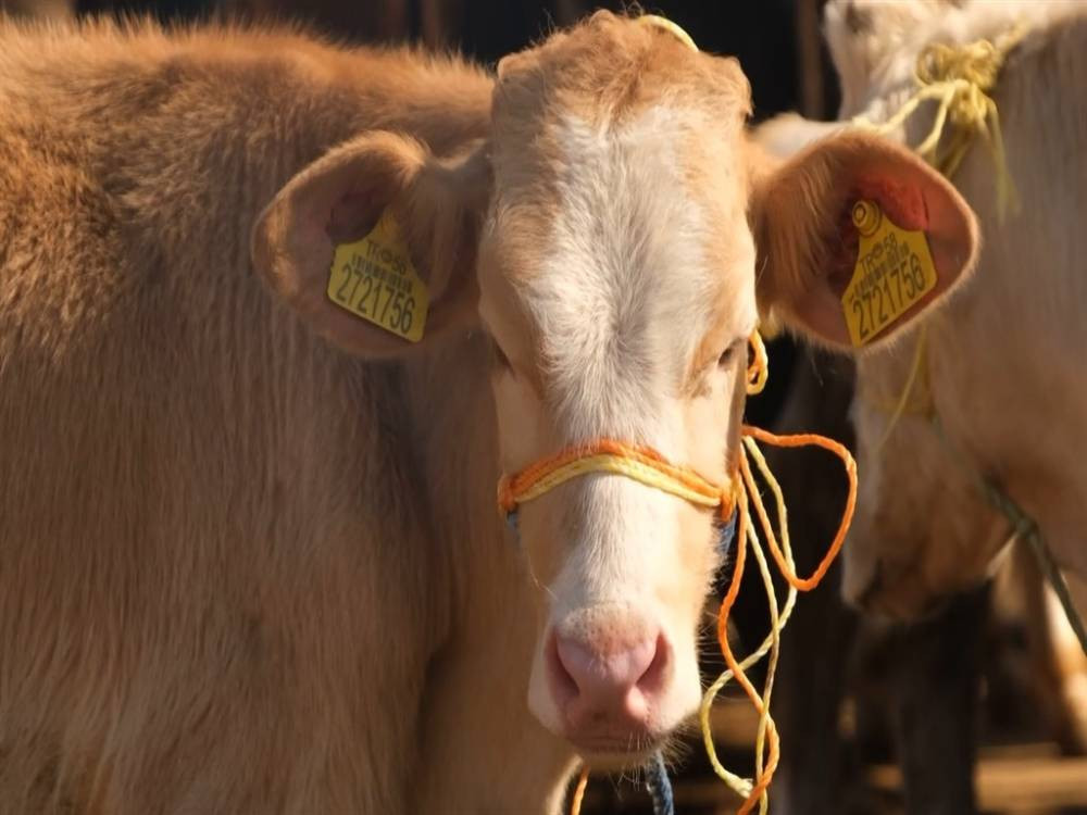 Sazan Sarmalı tuzağı: 600 bin liralık oyun bozuldu: Besicinin ilanı sahte satışa dönüştü
