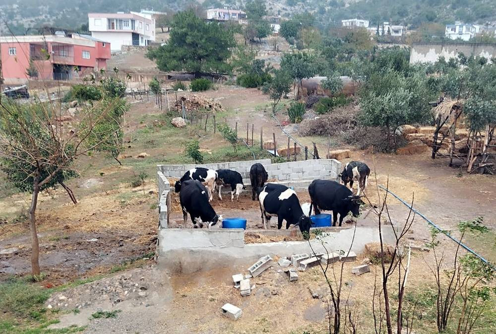 Sazan Sarmalı tuzağı: 600 bin liralık oyun bozuldu: Besicinin ilanı sahte satışa dönüştü