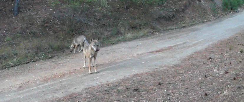 Ormanda yiyecek arayan kurtlar fotokapana yakalandı!