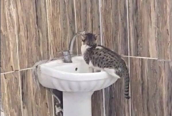 Acil servisi giren kedi zekasıyla şaşırttı! Musluğu açıp su içti