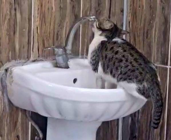 Acil servisi giren kedi zekasıyla şaşırttı! Musluğu açıp su içti