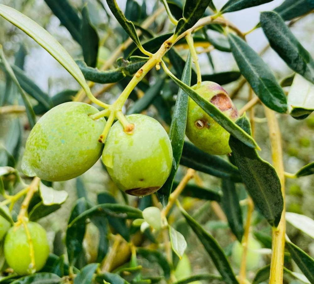 Manisa’da zeytincilere kritik uyarı!
