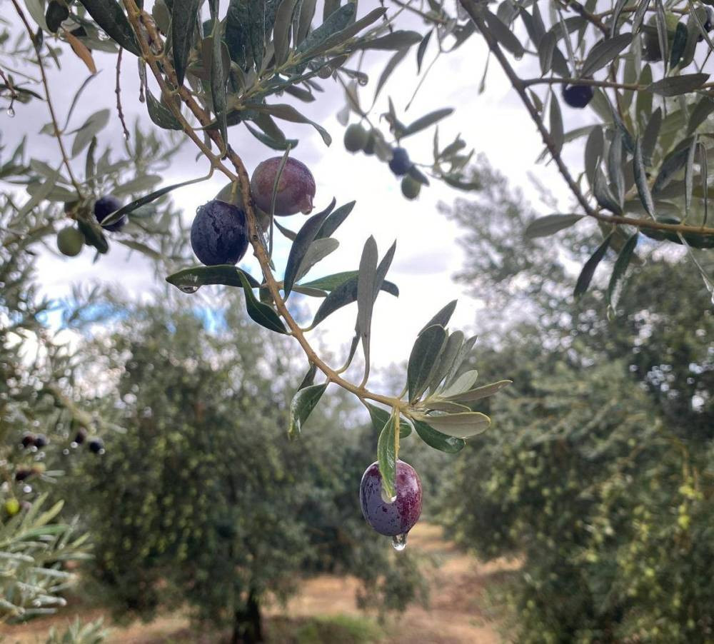 Manisa’da zeytincilere kritik uyarı!
