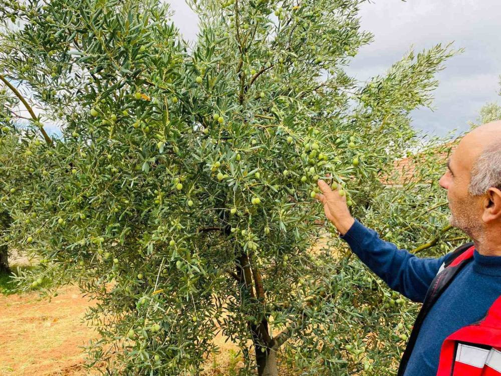 Manisa’da zeytincilere kritik uyarı!