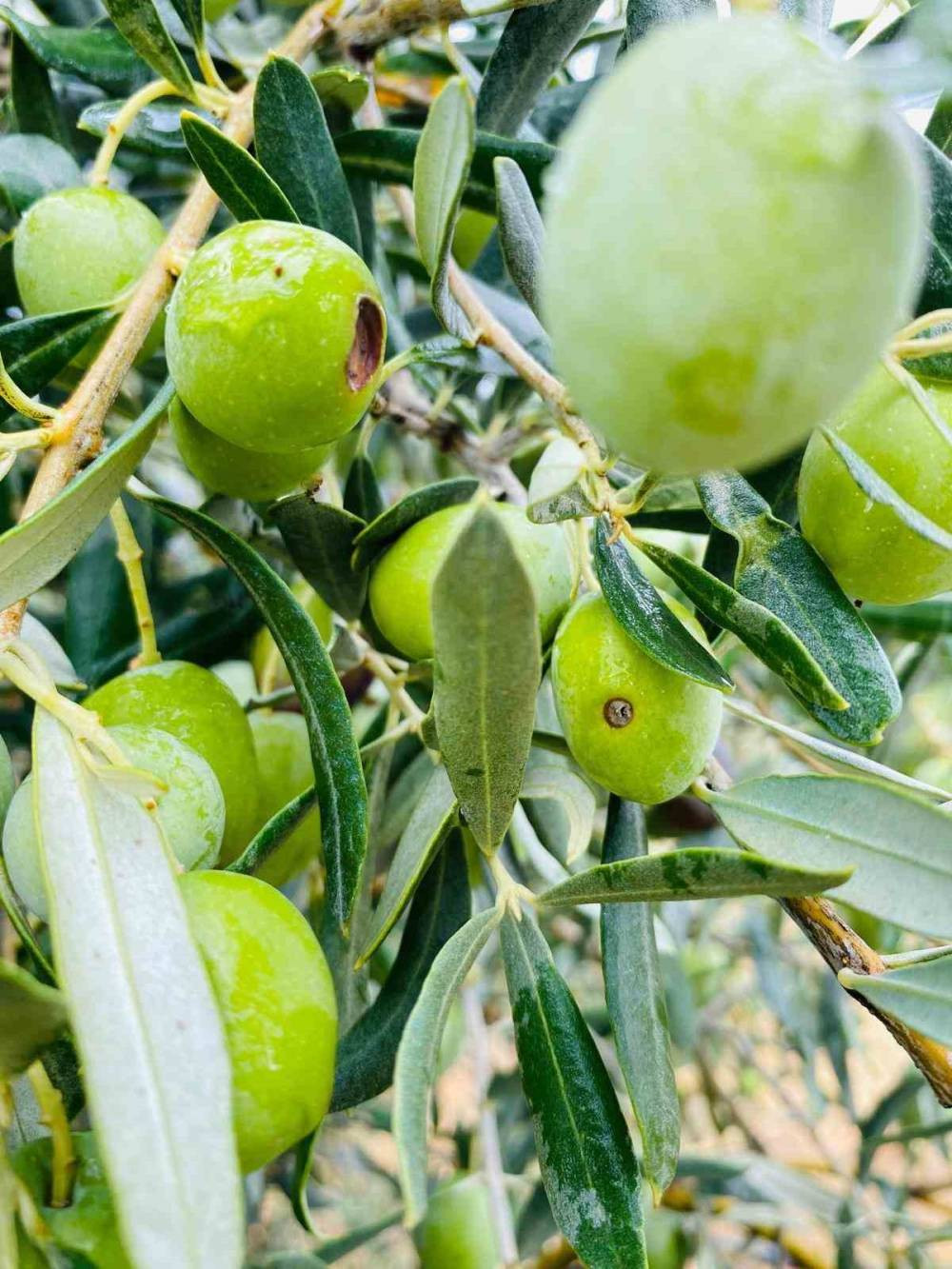 Manisa’da zeytincilere kritik uyarı!