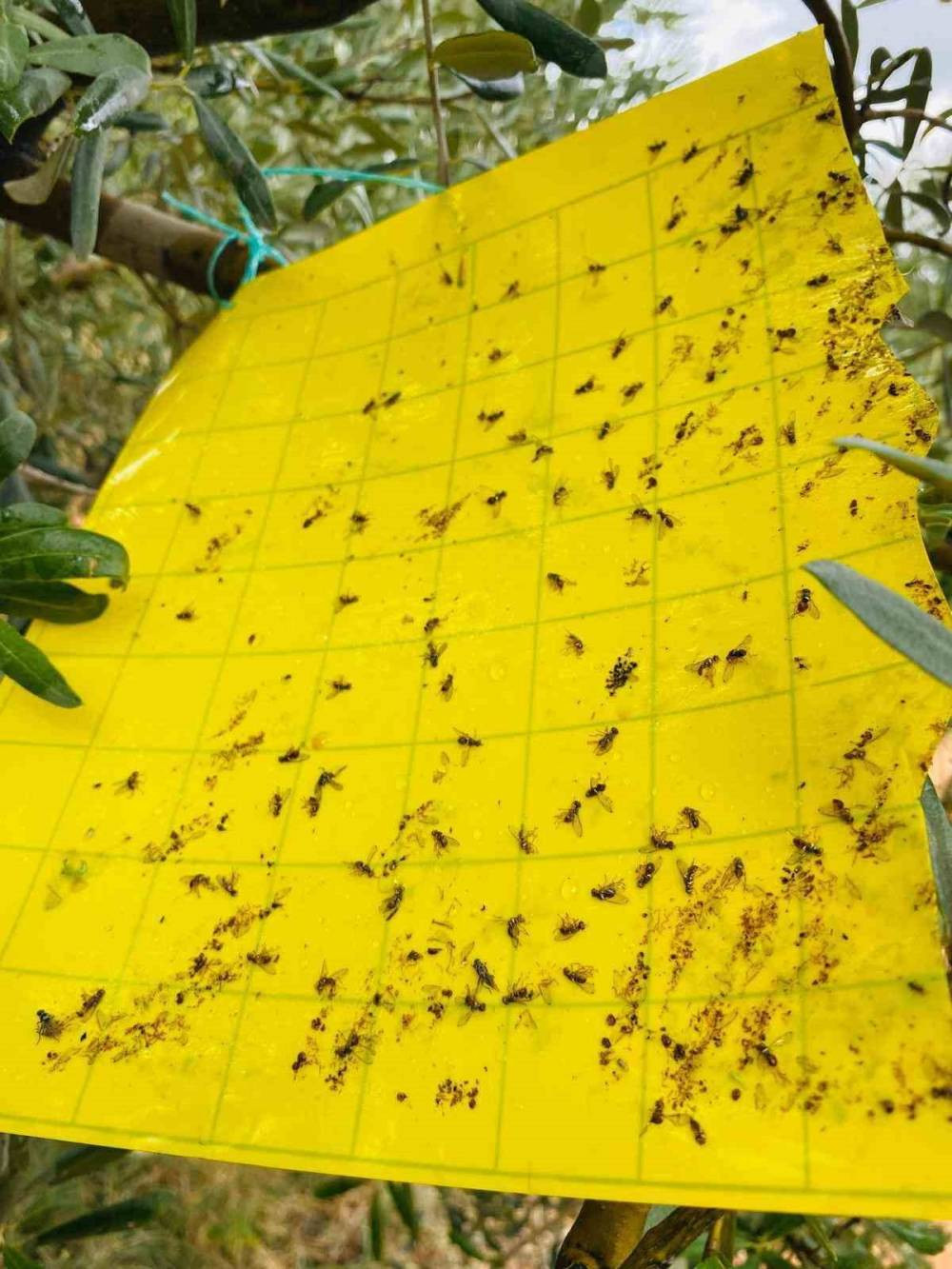 Manisa’da zeytincilere kritik uyarı!