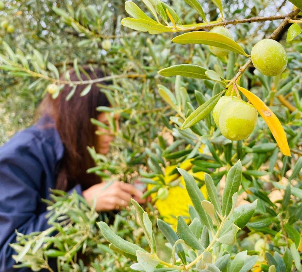 Manisa’da zeytincilere kritik uyarı!