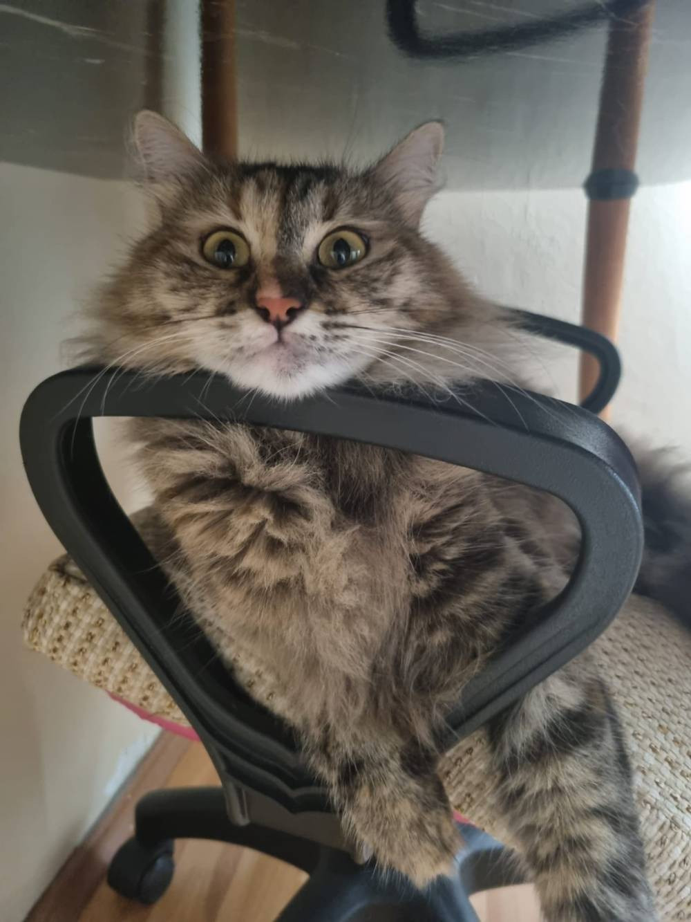 Uçakta kedi krizi! Türk diplomat ve eşi şikâyetçi oldu