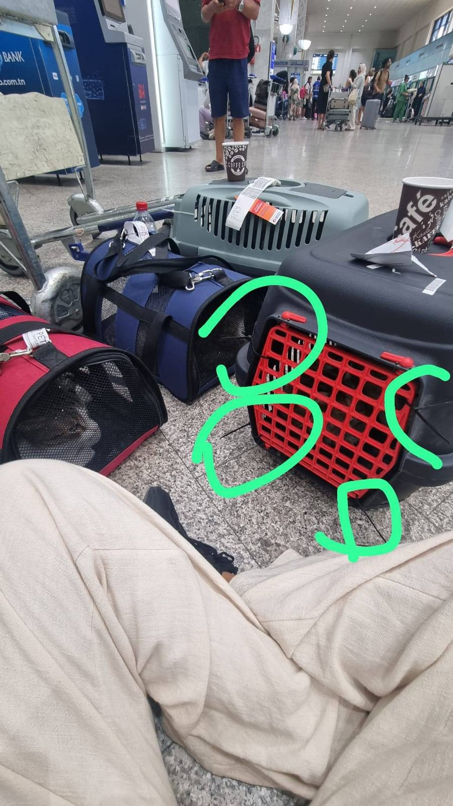 Uçakta kedi krizi! Türk diplomat ve eşi şikâyetçi oldu