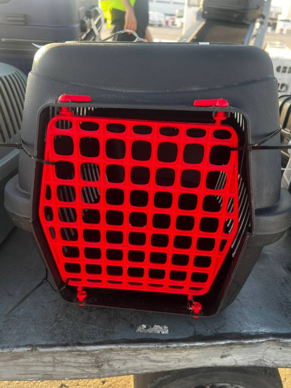 Uçakta kedi krizi! Türk diplomat ve eşi şikâyetçi oldu