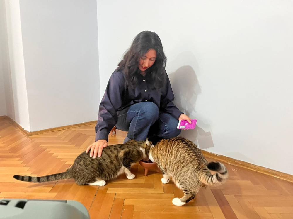 Uçakta kedi krizi! Türk diplomat ve eşi şikâyetçi oldu