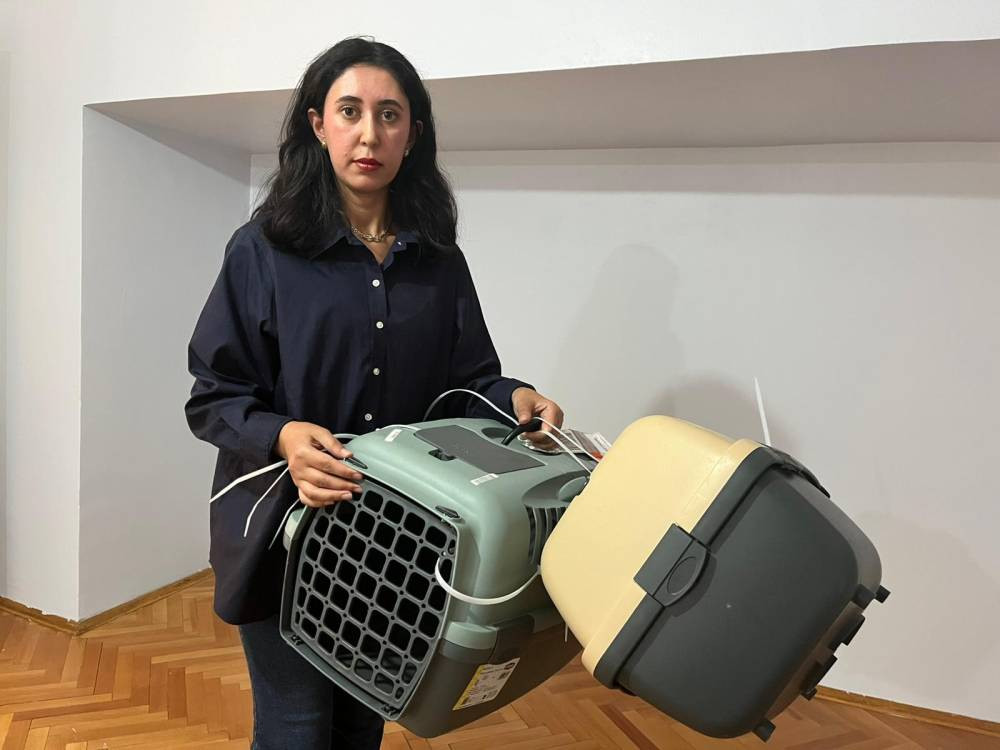 Uçakta kedi krizi! Türk diplomat ve eşi şikâyetçi oldu