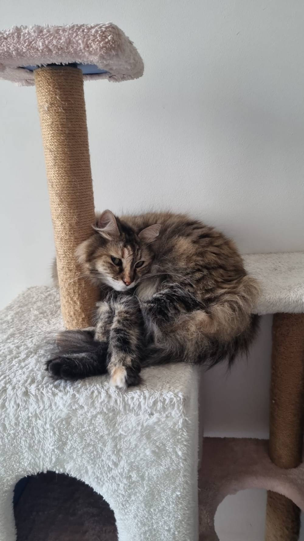 Uçakta kedi krizi! Türk diplomat ve eşi şikâyetçi oldu