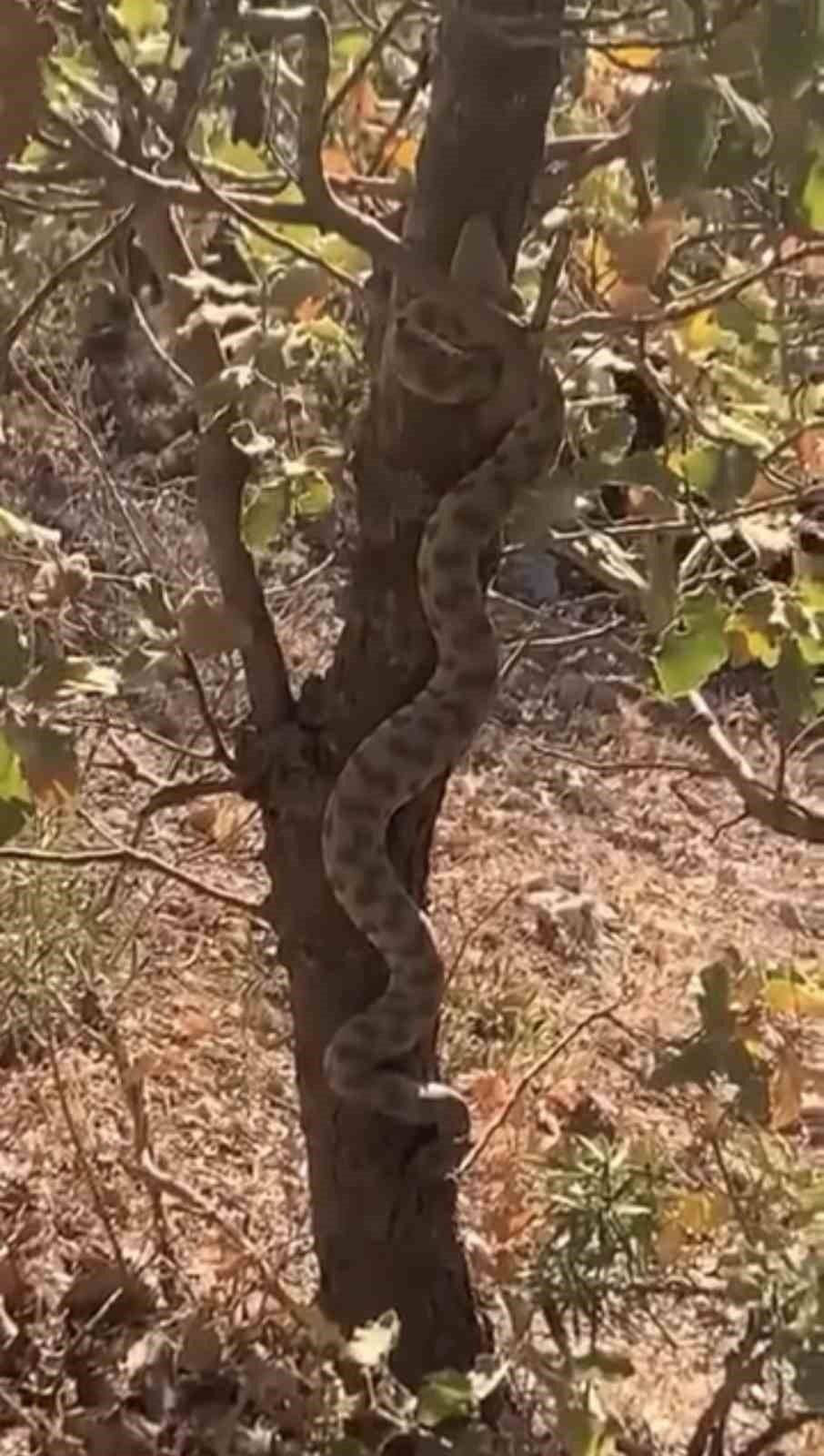 Engerek yılanı ağaca tırmanırken görüldü