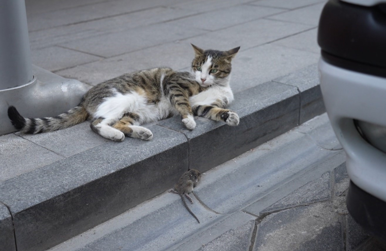 kedi-fareyi-stres-topu-yapti-gumushanede-kaydedidi-iste-o-goruntuler-yenicag-2.jpg