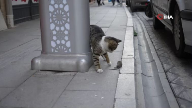 kedi-fareyi-stres-topu-yapti-gumushanede-kaydedidi-iste-o-goruntuler-yenicag-3.jpg