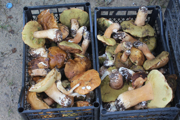 Günde 4 bin 500 lira kazanmak ister misiniz: Onlar yapıyor siz de yapabilirsiniz - Resim : 1