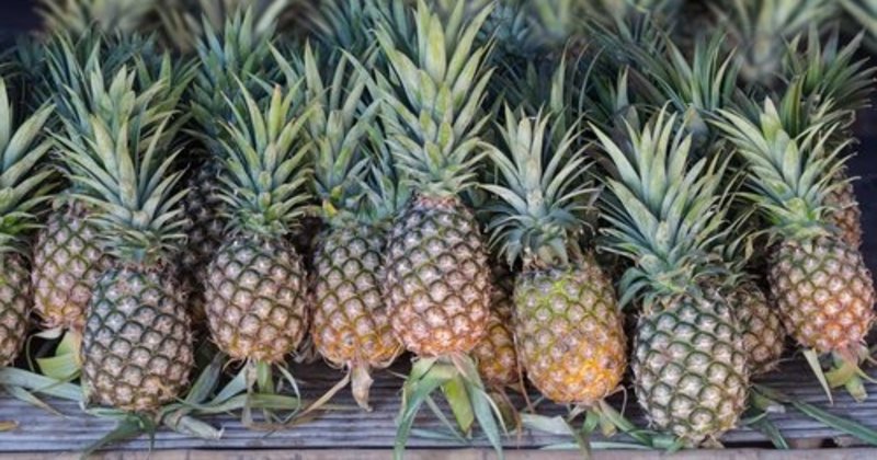 800x420-ananas-nerede-yetisir-hangi-vitaminleri-icerir-ananas-nasil-ve-ne-kadar-tuketilir-s1-1594192090969.jpg