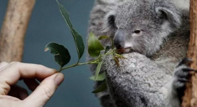 koalalarin-nesli-tukeniyor.jpg