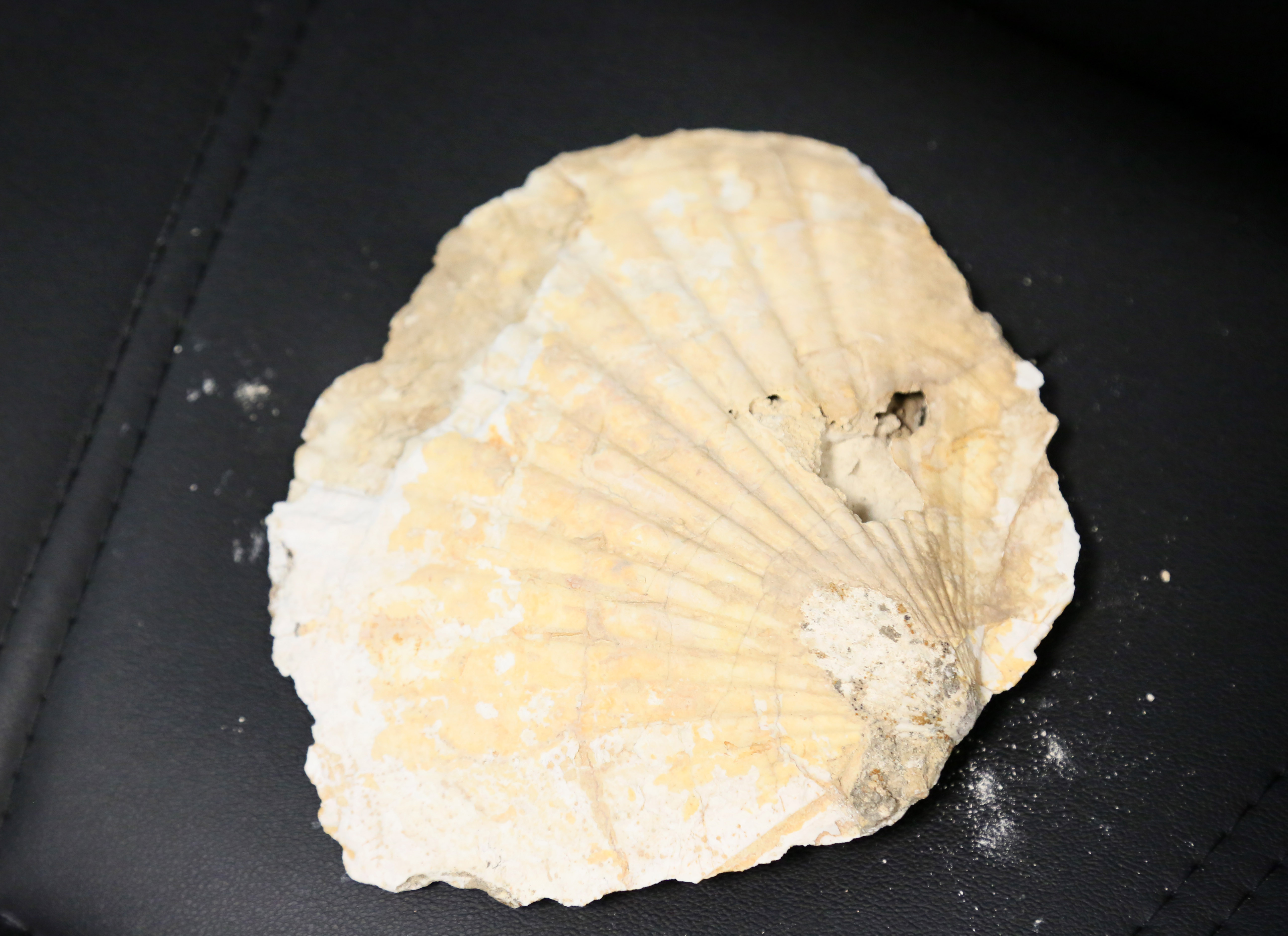 orta-toroslarda-23-milyon-yillik-deniz-canlilarina-ait-fosiller-bulundu-1176-dhaphoto2.jpg