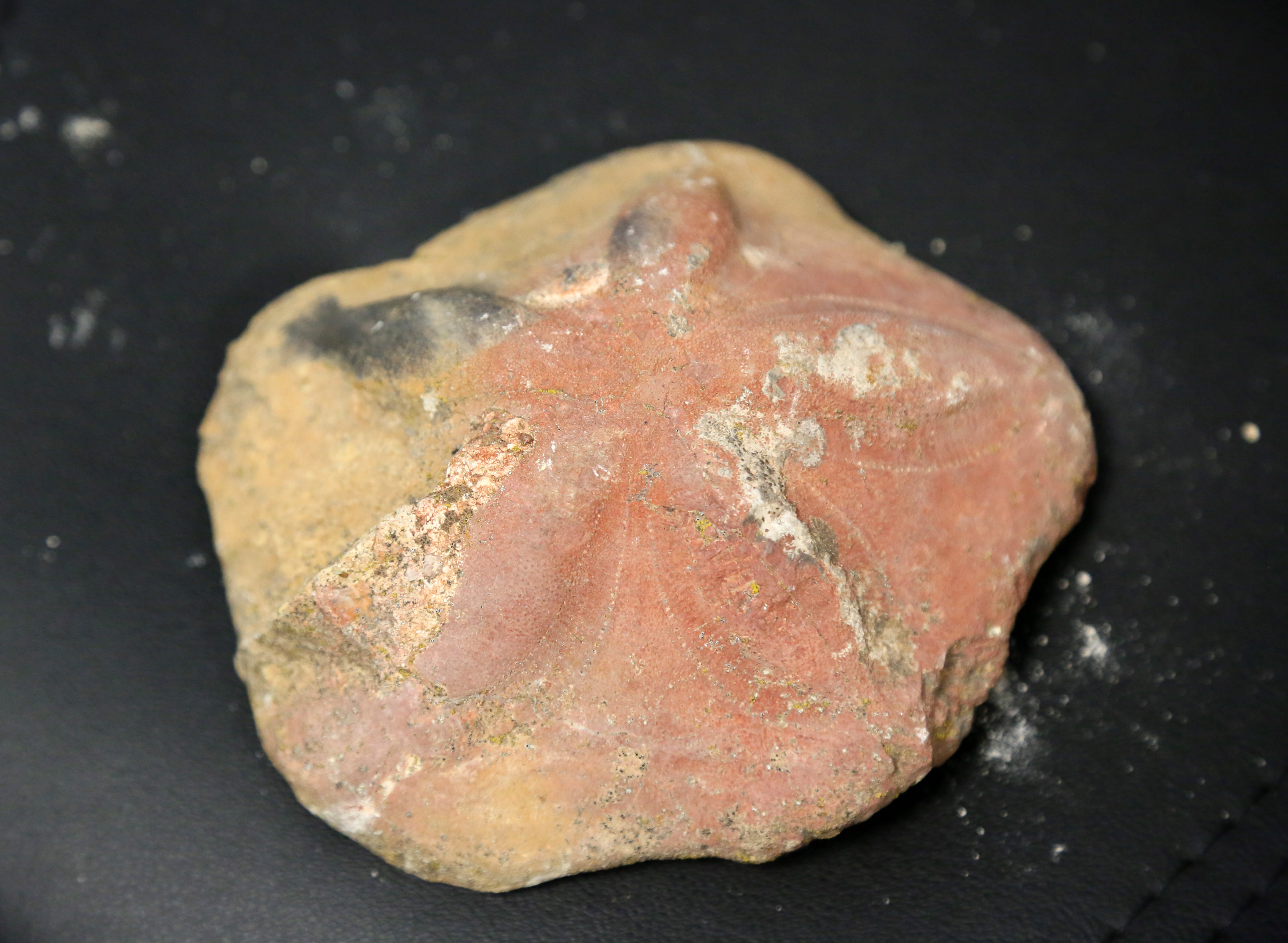 orta-toroslarda-23-milyon-yillik-deniz-canlilarina-ait-fosiller-bulundu-1176-dhaphoto3.jpg