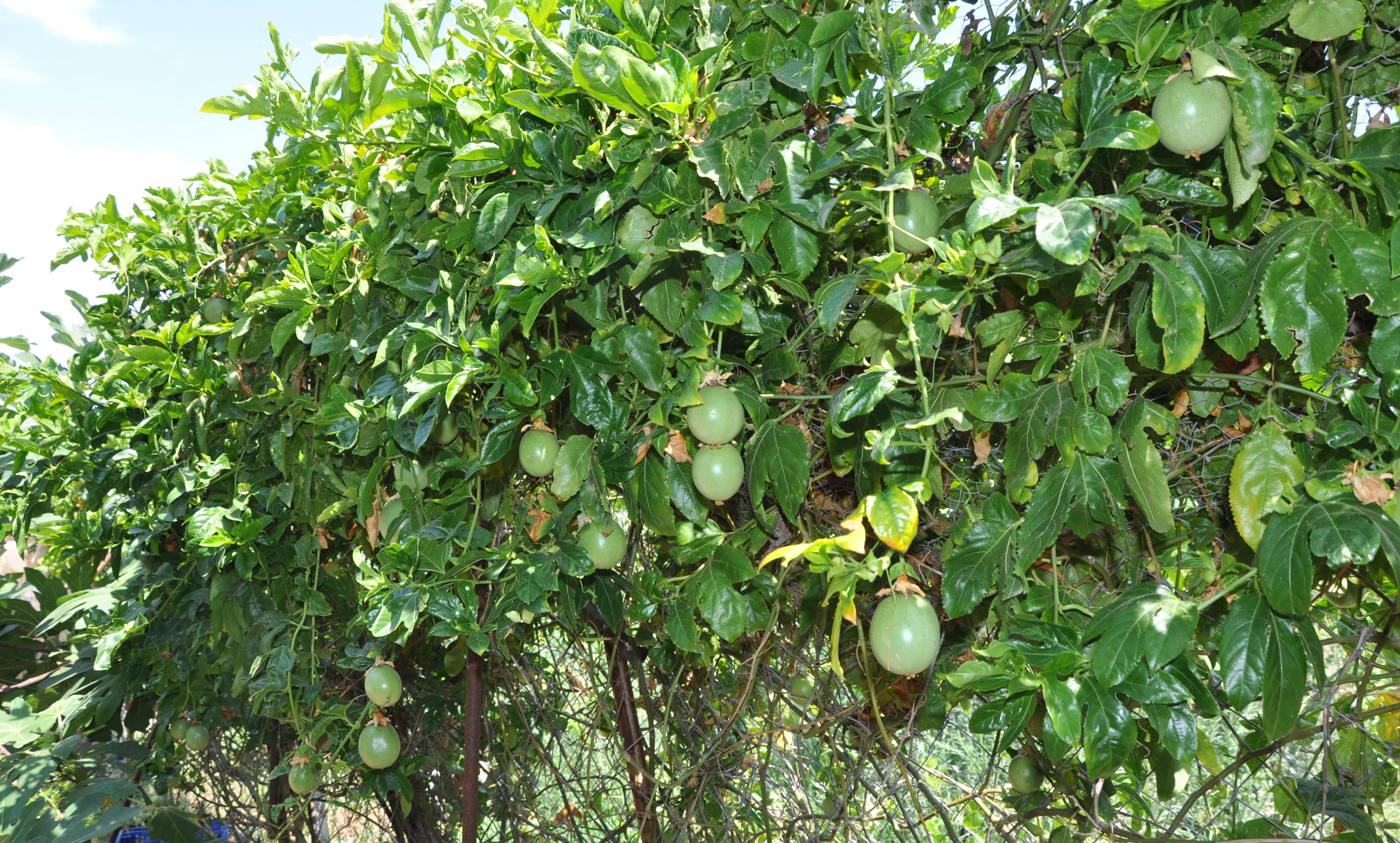 passiflora-unlulerin-gozde-meyvesi-oldu-7042-dhaphoto2.jpg