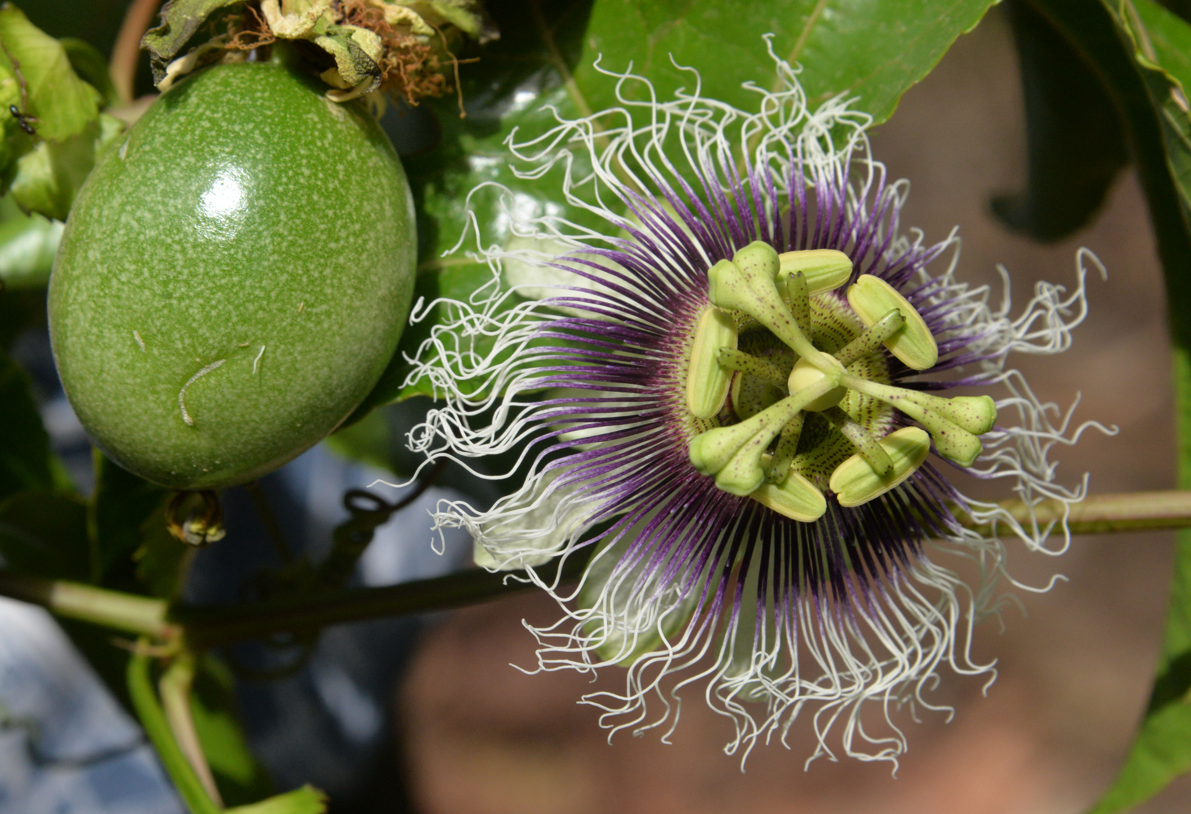 passiflora-unlulerin-gozde-meyvesi-oldu-7042-dhaphoto4.jpg