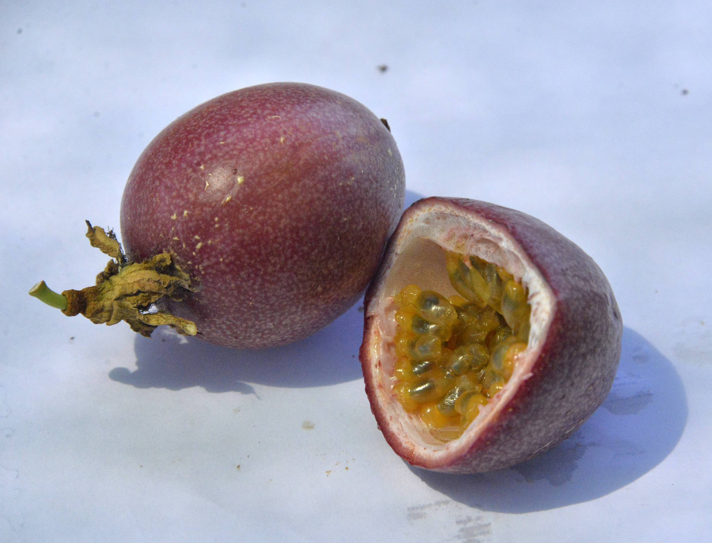 passiflora-unlulerin-gozde-meyvesi-oldu-7042-dhaphoto8.jpg