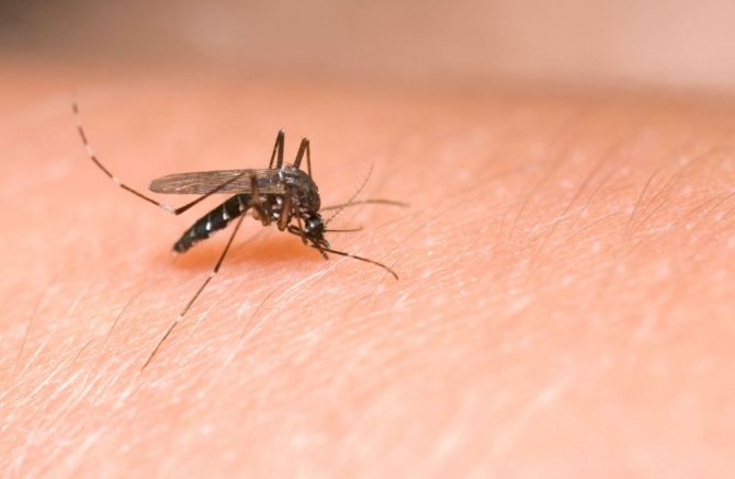 sivrisinek-korona-riski.jpg