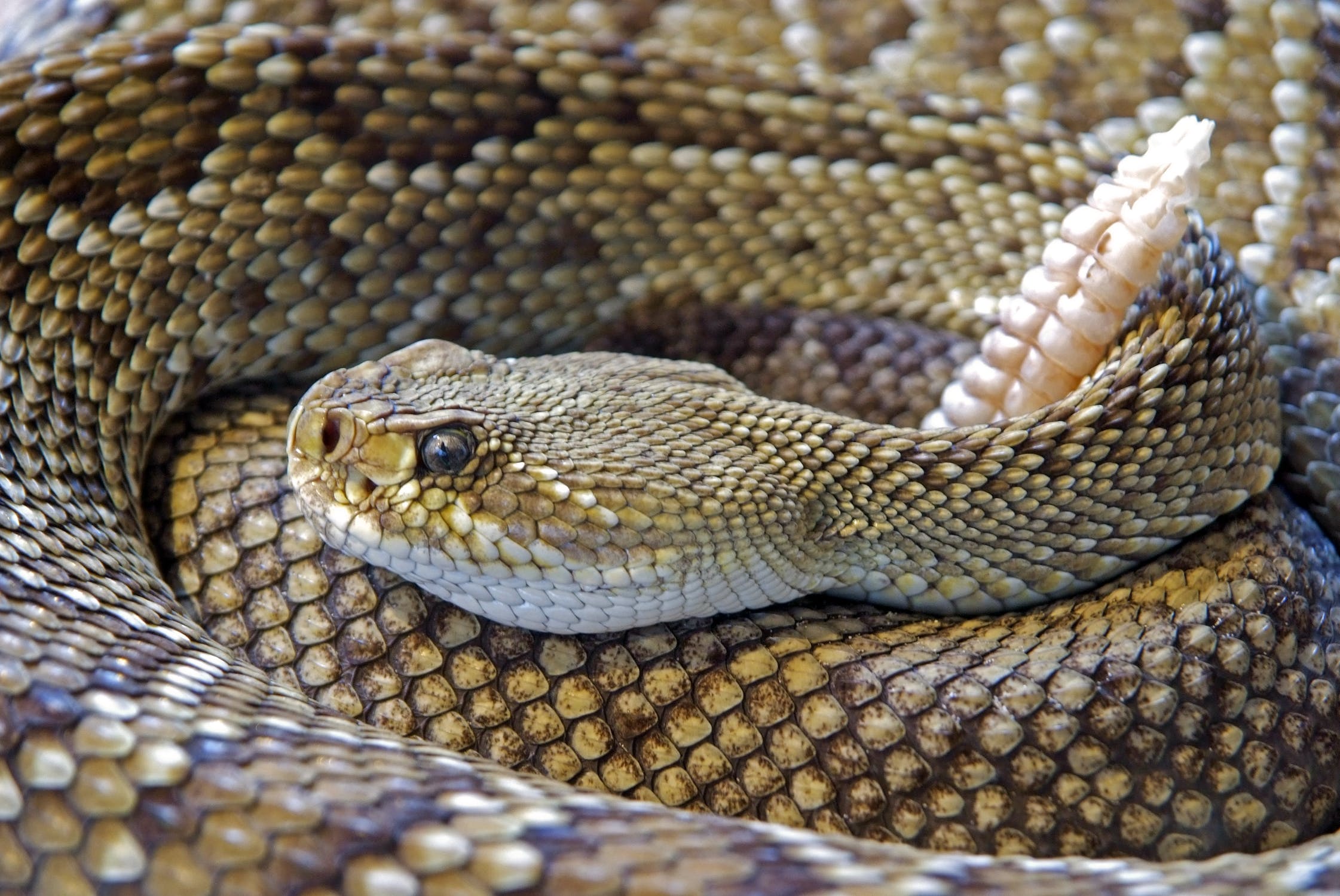 snake-rattlesnake-reptile-skin.jpg